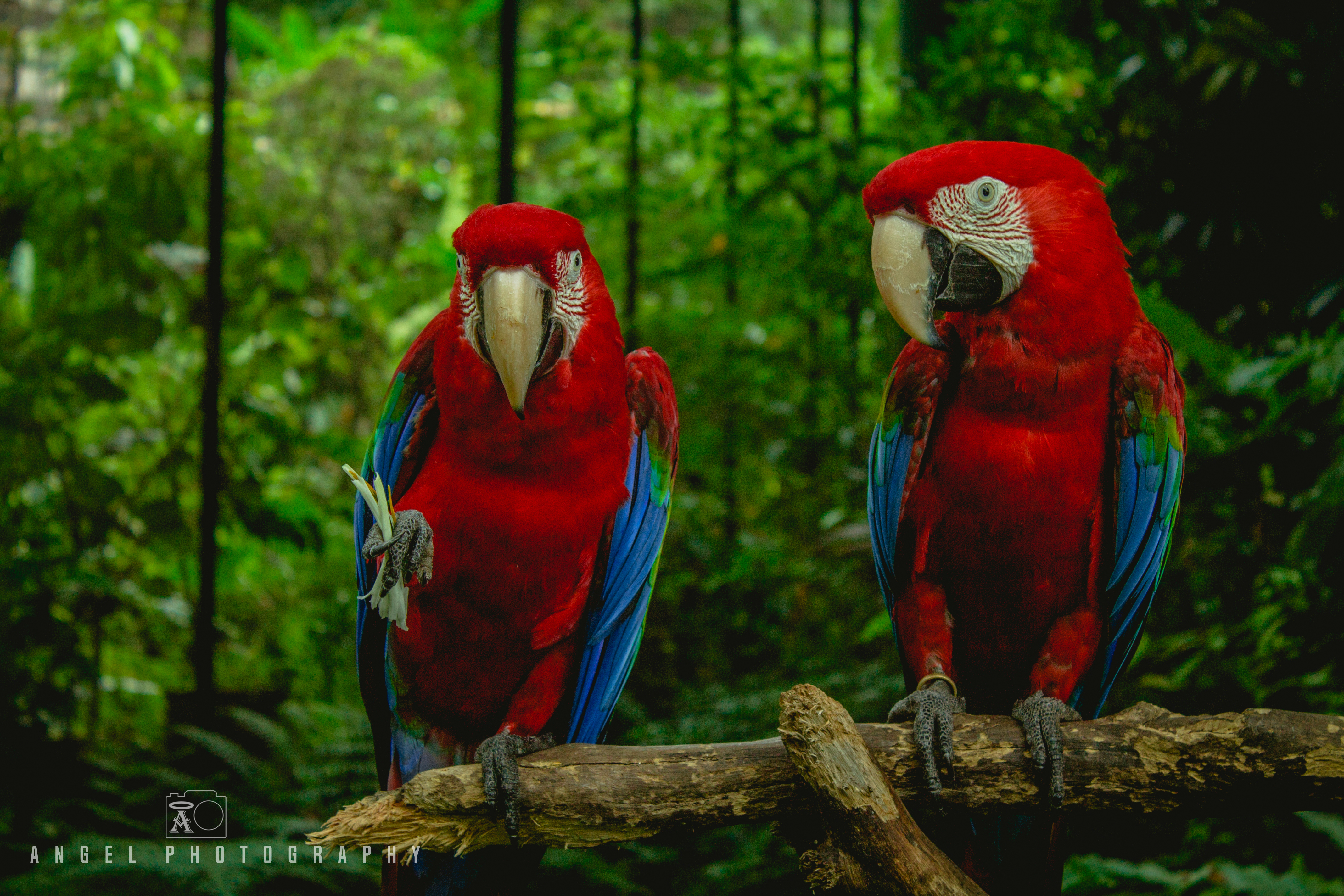 Singapore Zoo, Red Parrot, Singapore Day Tour, Wild Life