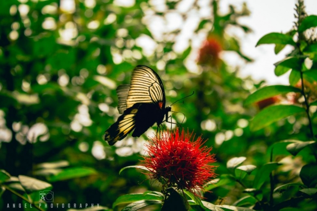 Butterfly, garden, wildlife, Singapore Zoo, Singapore Day tour